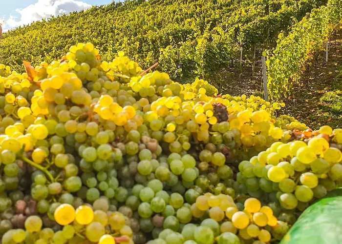 Moselhaus Weiskopf 'selfcheckin'offsitebreakfast'cityparking' ホテル ベルンカステル・クース