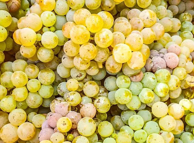 מלון Moselhaus Weiskopf 'selfcheckin'offsitebreakfast'cityparking' ברנקסטל - קיס